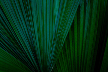 abstract palm leaf texture, dark green foliage nature background.