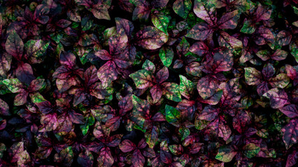 Colorful Leaves Pattern Background, Nature Lush Foliage Leaf  Texture.