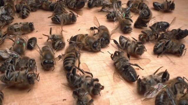 A lot of dead worker honey bees close up. Bees drop dead around 5G towers. Bee mortality. Pesticide poisoning, Bacterial diseases, Pests and parasites, Fungal diseases