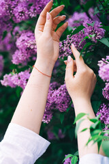 hands of a young person touch the lilac flowers on a flowering bush. spring freshness and aroma