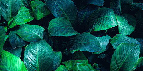 Full Frame of Spathiphyllum cannifolium Leaves Pattern Background, Nature Lush Foliage Leaf  Texture.