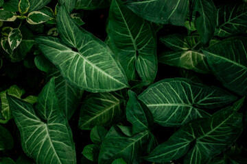 Full Frame of tropical Leaves Pattern Background, Nature Lush Foliage Leaf  Texture.