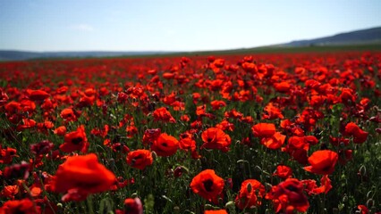 A field of poppies on a bright sunny day, many beautiful red flowers sway in the wind. Floral background.