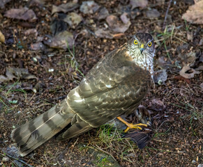 sparrow-hawk  (Accipiter brevipes) with a sparrow caught