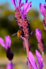 bee feeding in lavender or lavender, where they collect pollen and honey while pollinating