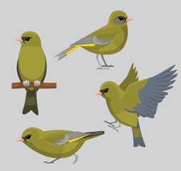 Animal Bird European Greenfinch Poses Cartoon Vector