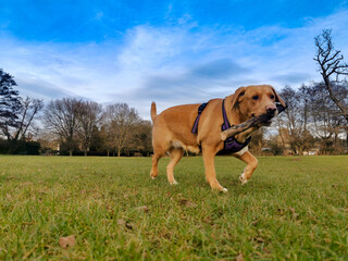 Lovely Labrador-Boxer cross breed dog also known as Boxador carrying a wooden stick in a park, with a lovely sky in background.