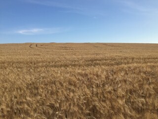 Beautiful sunny summer photos, good weather. Amazing nature landscapes, Green trees and colorful flowers at summer time