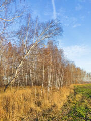 autumn birch forest strewn with yellow foliage