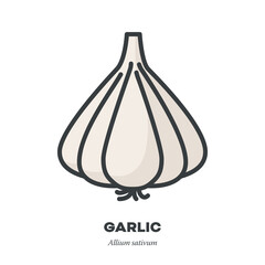 Garlic bulb vegetable icon, outline with color fill style vector illustration