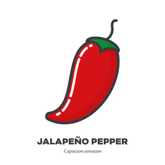Jalapeño pepper vegetable icon, outline with color fill style vector illustration