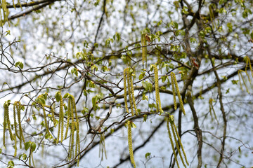 European hop hornbeam