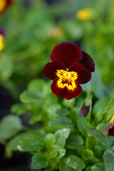 Obraz premium Horned violet