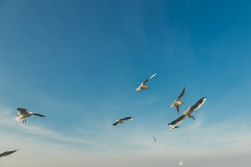 Seagulls flying high in the wind against the blue sky and white clouds, a flock of white birds.