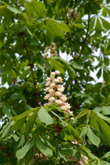 Common horse chestnut