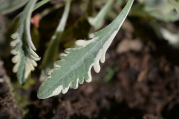 Variegated Fringed Lavander
