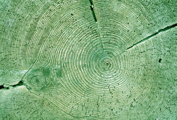 Tree annual rings texture in green tone