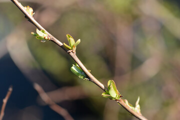 Japanese Quince Cameo