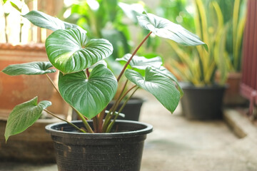 Homalomena rubescens leaf (King of Hearts) tropical green ornamental house plant in black plastic pot in garden closeup.