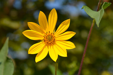 Jerusalem artichoke