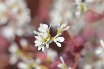 Spurge Diamond Frost