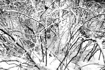 Bushes and trees in snow. Black and white