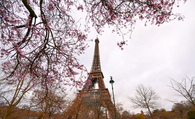 Rose blossom tree flowers in front of the Eiffel Tower from Paris during a spring cloudy day
