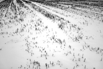 Crop residuals on agricultire field in snow. Black and white