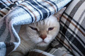Frozen old sad white british shorthair cat under a grey checkered blanket