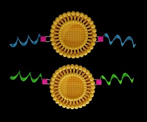 liposome fusion induced by peptides interaction