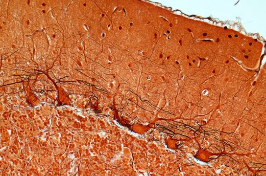 Purkinje nerve cells, LM