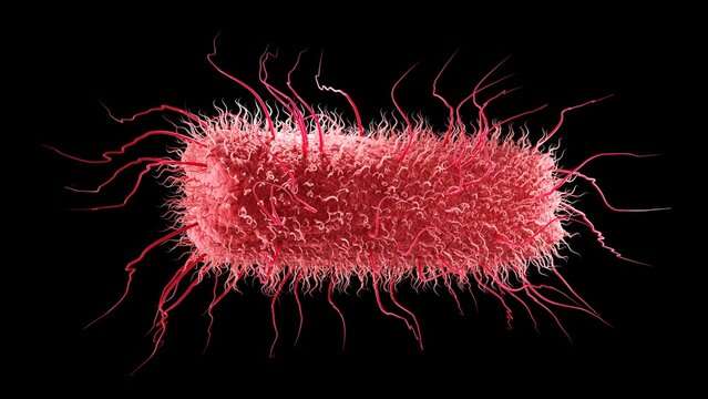 Rod-shaped bacterium, illustration