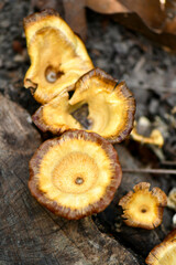 Brown cup shape mushrooms in Singapore