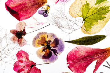 Fototapeta premium dry flowes on the white background
