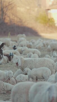 Sheep in a row in a field looking at the camera with a flock of sheep behind, the sun is shining, portrait footage