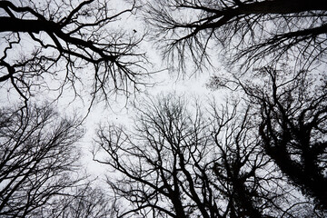 mystic low angle view into treetops with cloudy sky in the background, wallpaper