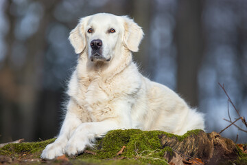 golden retriever portrait