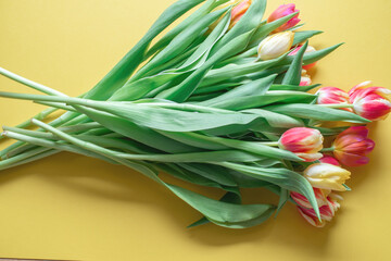 yellow and red tulips on a yellow background