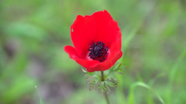 Closeup of Red Anemon flower
