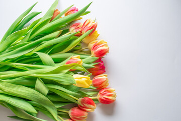 red and yellow tulips on a white background