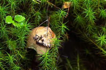 Porcini Cep White Mushroom King Boletus Pinophilus. Big bolete mushrooms in nature. Mushrooming harvesting season. fungi plants. Close up. Wallpaper.