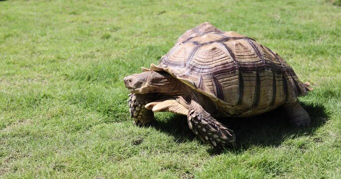 giant old tortoise or golden coin turtle (or Chinese three-striped box turtle (Cuora trifasciata), a species of turtle endemic to southern China) crawling on grass field on a sunny day
