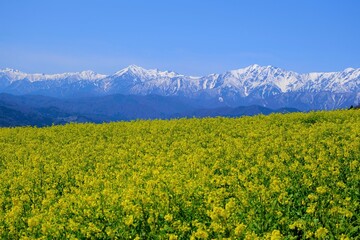 残雪残る北アルプスを後ろに広がる満開の菜の花畑