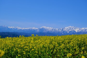 残雪残る北アルプスを後ろに広がる満開の菜の花畑