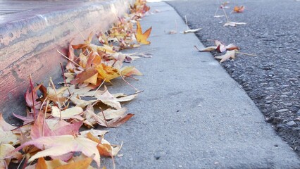 Dry yellow autumn fallen maple leaves on ground of american city street by curb. Low angle view close up of orange fall leaf lying in wind breeze on roadside by pavement. Sidewalk in USA in october.