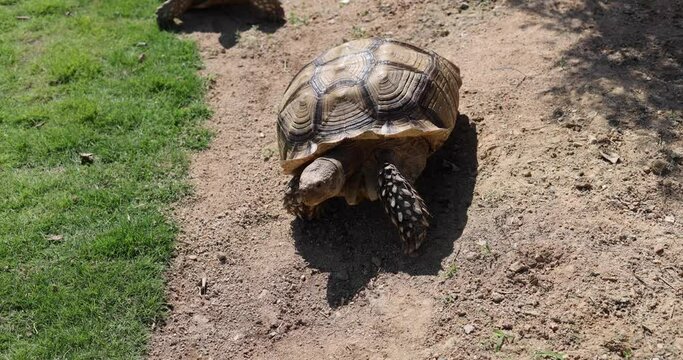 giant old tortoise or golden coin turtle (or Chinese three-striped box turtle (Cuora trifasciata), a species of turtle endemic to southern China) crawling on grass field on a sunny day