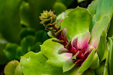 sendero, ruta senderista conflora autoctona de las islas canarias en nel barranco del laurel tilos de moya en gran canaria despues de lluvias en primavera epoca de floraci&oacute;n y efectos con las gotas de