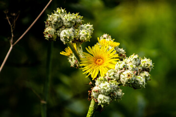 sendero, ruta senderista conflora autoctona de las islas canarias en nel barranco del laurel tilos de moya en gran canaria despues de lluvias en primavera epoca de floración y efectos con las gotas de