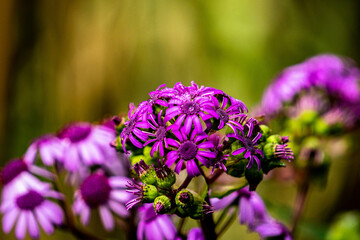 sendero, ruta senderista conflora autoctona de las islas canarias en nel barranco del laurel tilos de moya en gran canaria despues de lluvias en primavera epoca de floración y efectos con las gotas de