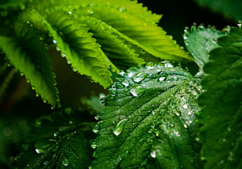 sendero, ruta senderista conflora autoctona de las islas canarias en nel barranco del laurel tilos de moya en gran canaria despues de lluvias en primavera epoca de floración y efectos con las gotas de